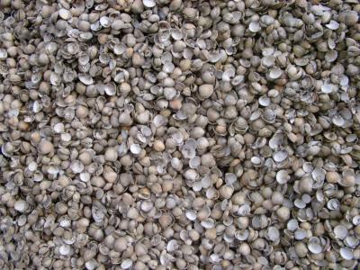array of shells