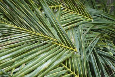 Cut and harvested palm fronds