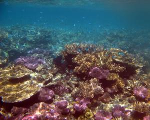 colorful coral reef
