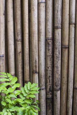 Dried bamboo fencing