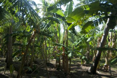 Banana palm plantation