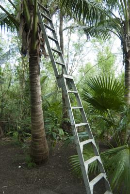 Extension ladder against a coconut palm