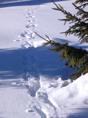 path in the snow