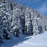 snow covers pine trees