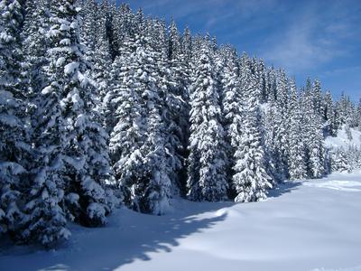 snow covers pine trees