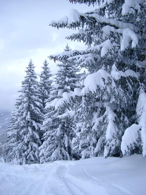fir trees in the snow