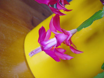 magenta cactus flower