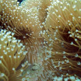 soft coral polyps