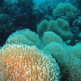 soft coral reef