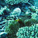 Clown Fish, Corals and a sea anemone