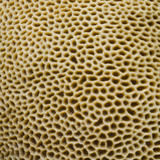 Coral Polyp Texture