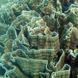 Cabbage coral structure