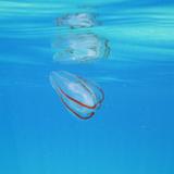 Ctenophore Comb Jellyfish