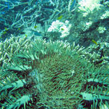 Bleaching Coral Reef