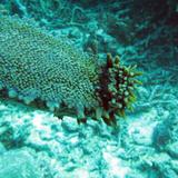Underneath Sea Cucumber 
