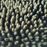 Acropora millipora coral