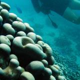 Scuba diver and coral reef formation